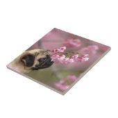 Pug Smelling Cherry Blossom Tegeltje (Zijkant)