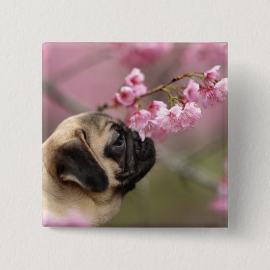 Pug Smelling Cherry Blossom Vierkante Button 5,1 Cm (Voorkant)