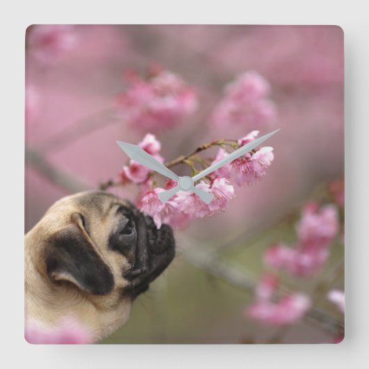 Pug Smelling Cherry Blossom Vierkante Klok (Voorkant)
