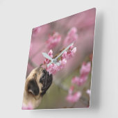 Pug Smelling Cherry Blossom Vierkante Klok (Hoek)