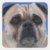 Pug stickers (Voorkant)