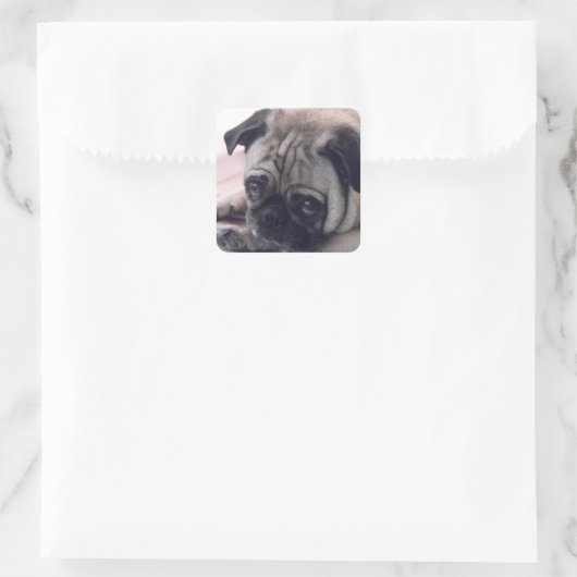 Pug stickers (Tas)