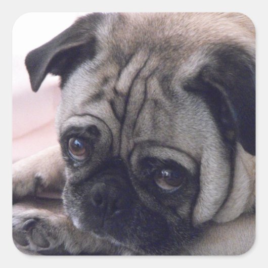 Pug stickers (Voorkant)