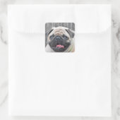 Pug Stickers (Tas)