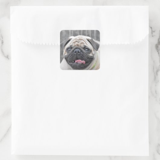 Pug Stickers (Tas)