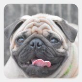 Pug Stickers (Voorkant)