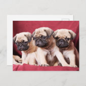 Pug-triplets Briefkaart (Voorkant / Achterkant)