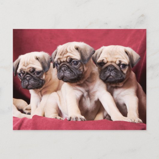 Pug-triplets Briefkaart (Voorkant)
