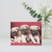 Pug-triplets Briefkaart (Staand voorkant)