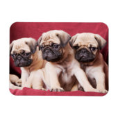 Pug Triplets Magneet (Horizontaal)