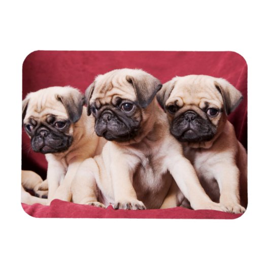 Pug Triplets Magneet (Horizontaal)