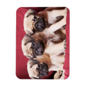 Pug Triplets Magneet (Verticaal)