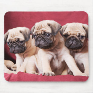 Pug Triplets Muismat