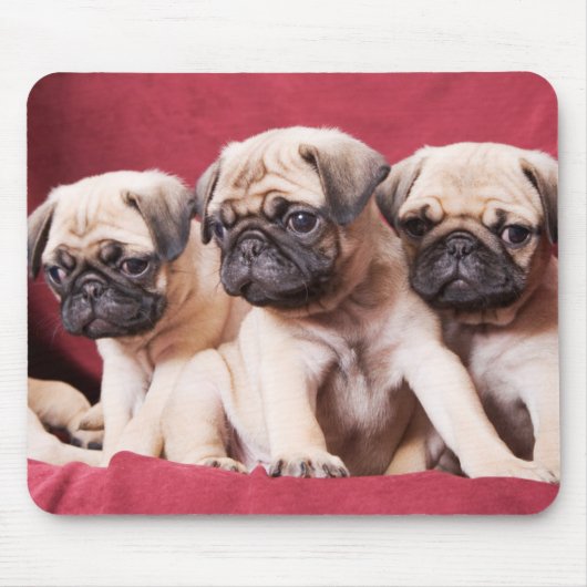 Pug Triplets Muismat (Voorkant)