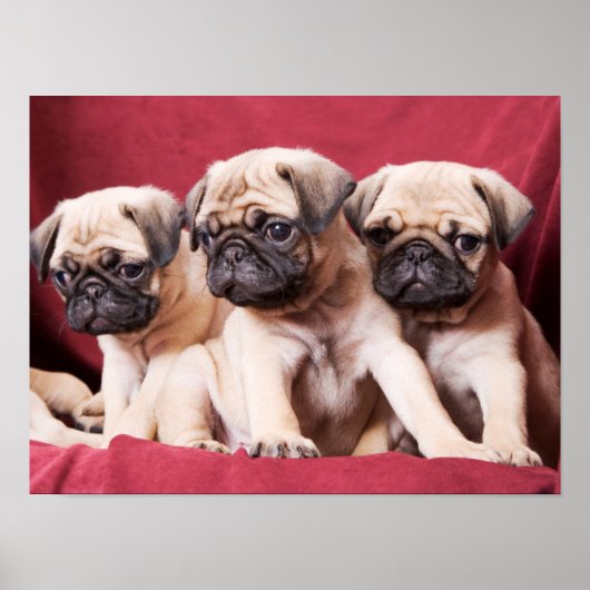 Pug Triplets Poster (Voorkant)