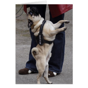 Pug uit controle