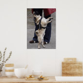 Pug uit controle poster (Keuken)