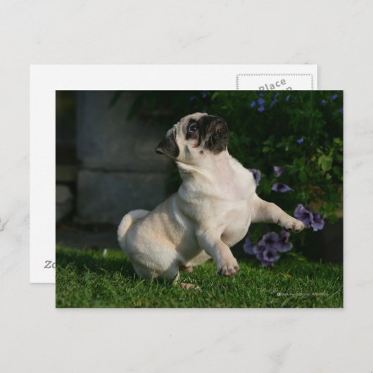 Pug van Fawn Puppy Briefkaart (Voorkant / Achterkant)