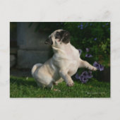Pug van Fawn Puppy Briefkaart (Voorkant)