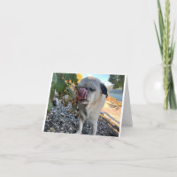 Pug verjaardag grappig