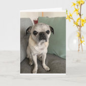 Pug verjaardagskaart, sarcastisch kaart (Gele Bloem)
