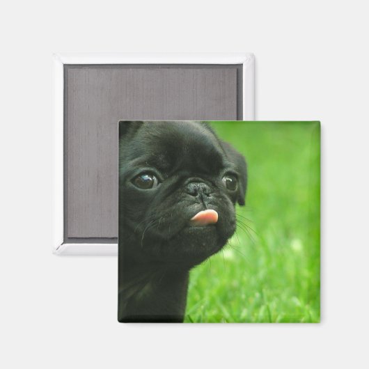 Pug vierkante magneet (Voorkant / Achterkant)