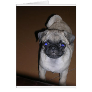pug vol 5,png
