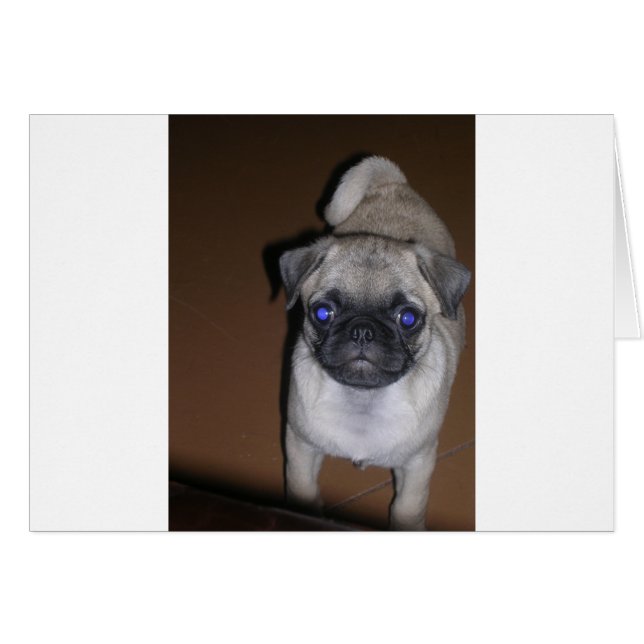 pug vol 5,png (Voorkant Horizontaal)