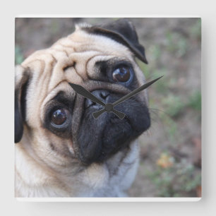 Pug Wall klok