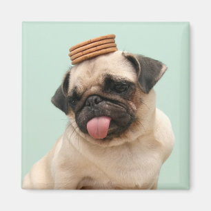 Pug Wants-behandelingen Magneet