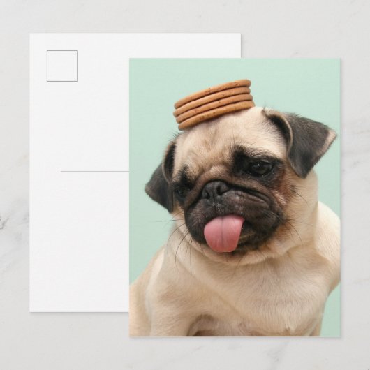 Pug Wants Treats Briefkaart (Voorkant / Achterkant)