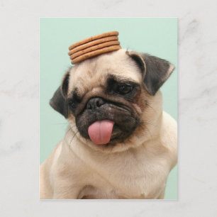 Pug Wants Treats Briefkaart