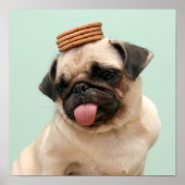 Pug Wants Treats Poster (Voorkant)