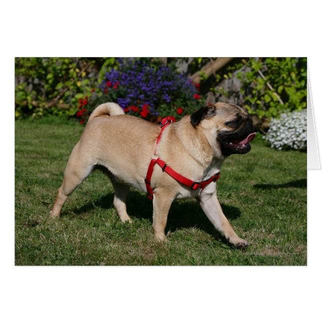 Pug Wearing Red Harness (Voorkant Horizontaal)