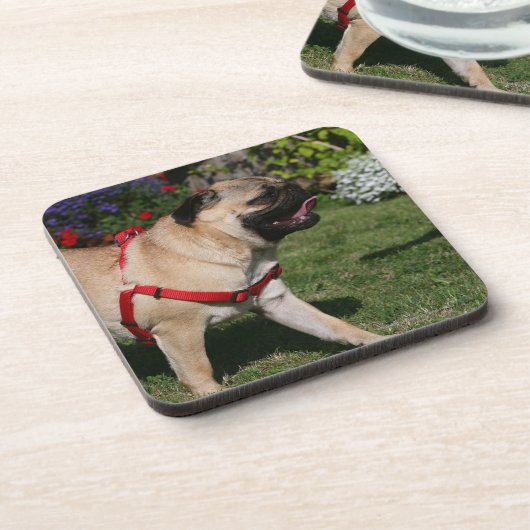 Pug Wearing Red Harness Bier Onderzetter (Linkerzijde)