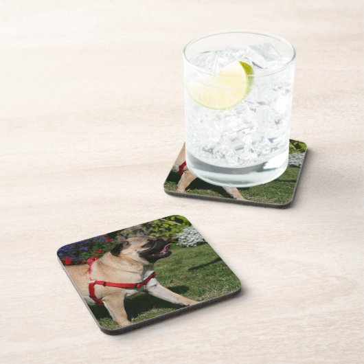 Pug Wearing Red Harness Bier Onderzetter (Rechterzijde)