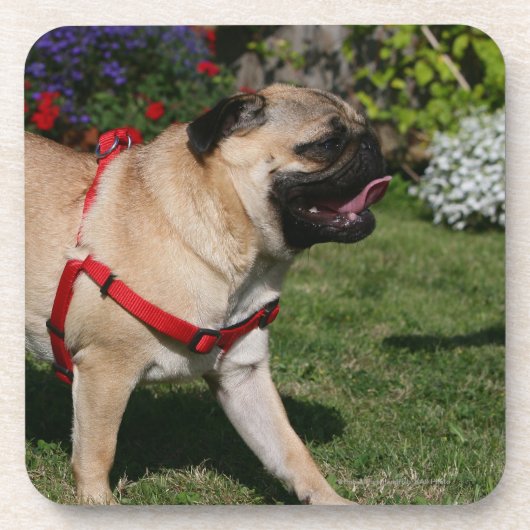 Pug Wearing Red Harness Bier Onderzetter (Voorkant)