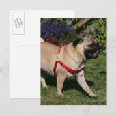 Pug Wearing Red Harness Briefkaart (Voorkant / Achterkant)