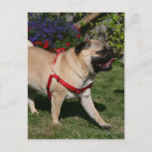 Pug Wearing Red Harness Briefkaart (Voorkant)
