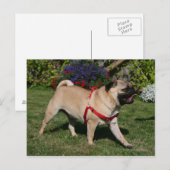 Pug Wearing Red Harness Briefkaart (Voorkant / Achterkant)