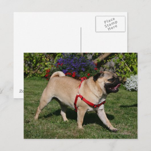 Pug Wearing Red Harness Briefkaart (Voorkant / Achterkant)