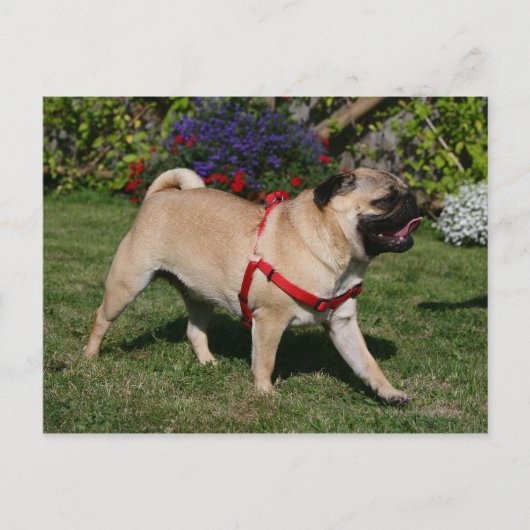 Pug Wearing Red Harness Briefkaart (Voorkant)