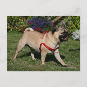 Pug Wearing Red Harness Briefkaart