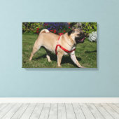 Pug Wearing Red Harness Canvas Afdruk (Insitu (Houten vloer))