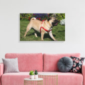 Pug Wearing Red Harness Canvas Afdruk (Insitu (Woonkamer))