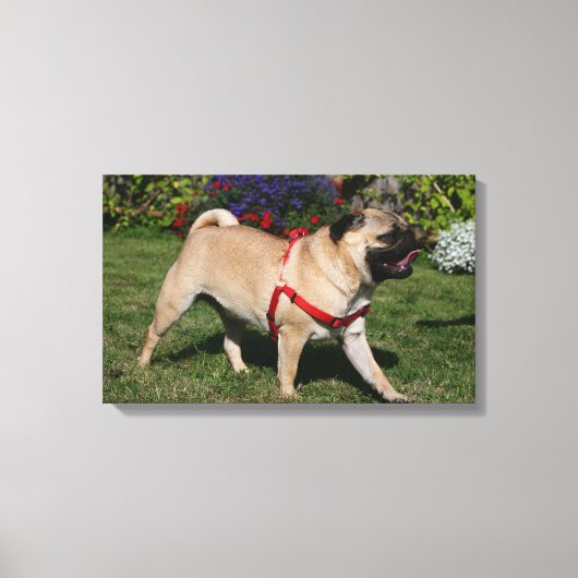 Pug Wearing Red Harness Canvas Afdruk (Voorkant)