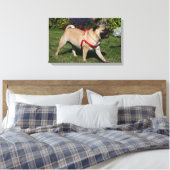 Pug Wearing Red Harness Canvas Afdruk (Insitu (Slaapkamer))