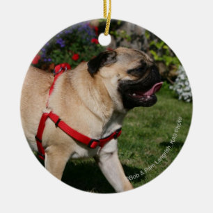Pug Wearing Red Harness Keramisch Ornament