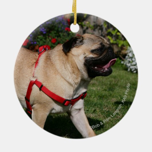 Pug Wearing Red Harness Keramisch Ornament (Achterkant)