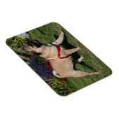 Pug Wearing Red Harness Magneet (Rechterzijde)